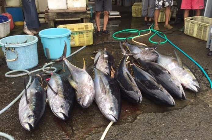 庄治郎丸で釣れたキハダ
