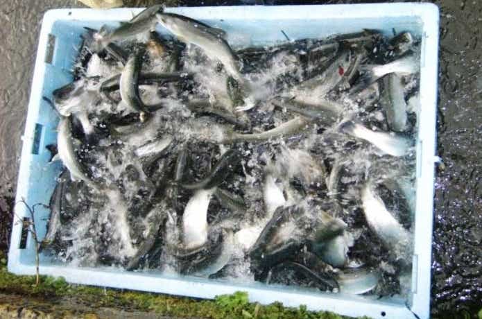 ハーブの里フィッシングエリアの放流魚
