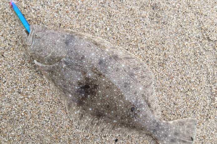 飛びキングで釣れたヒラメ