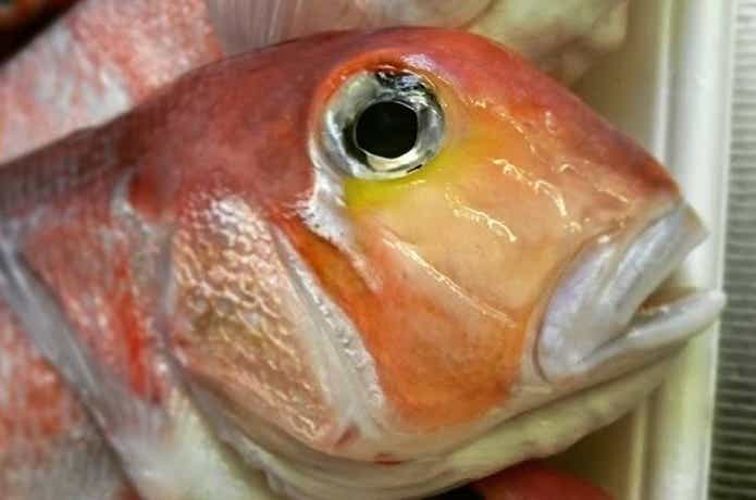 アマダイ