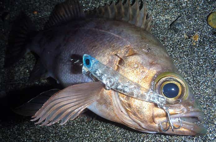 ハイドロアッパー｜イナッコにボイルしてる魚も獲れる秘密とは