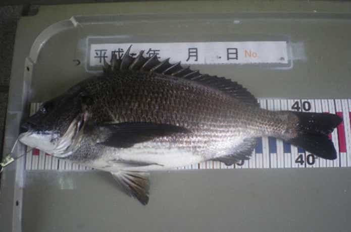 姫路市立遊漁センターで釣ったチヌ