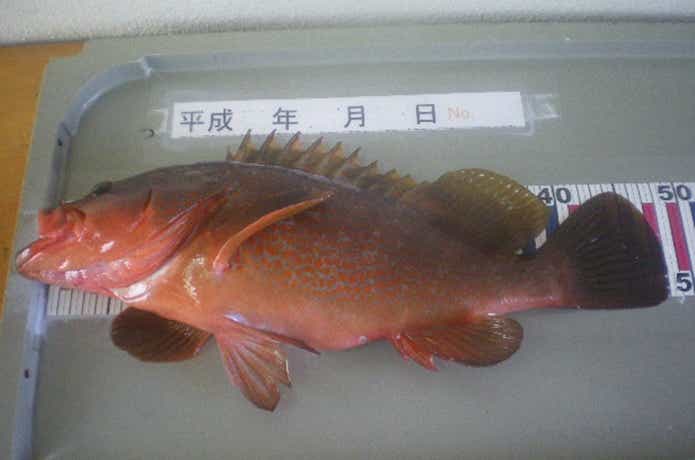 アコウ