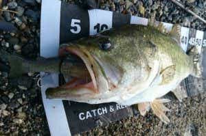 スライドスイマー145で釣れたバス