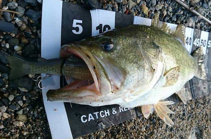 スライドスイマー145で釣れたバス