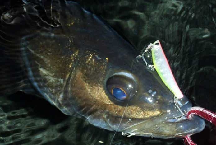 ハイドロアッパー｜イナッコにボイルしてる魚も獲れる秘密とは