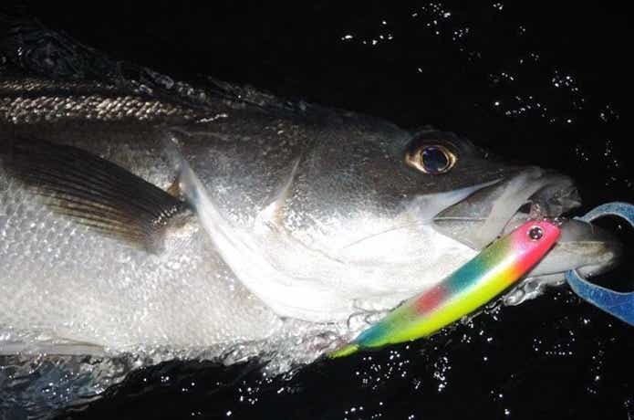 生きた魚を超える存在感!『ウェイキーブー』 の使い方とは 生きた魚を超える存在感!『ウェイキーブー』 の使い方とは