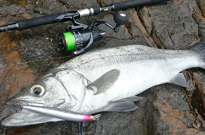 海　ルアー釣り　ヒラスズキ