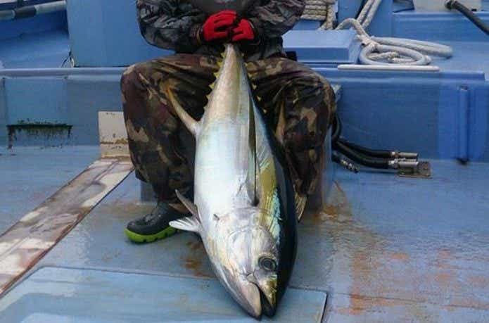 丸伊丸で釣れたキハダ