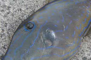 食べたら危険な魚