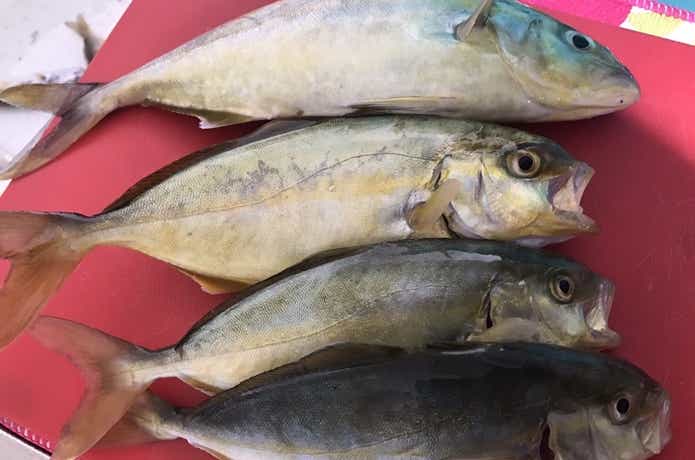 海　ルアー　小型青物