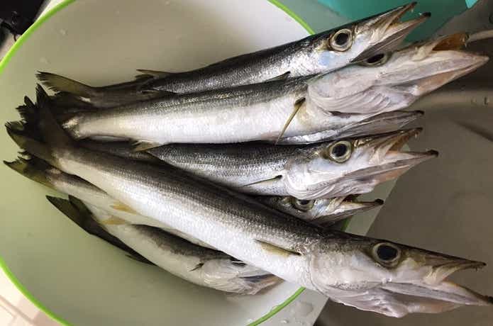 海のルアー　釣り　カマス