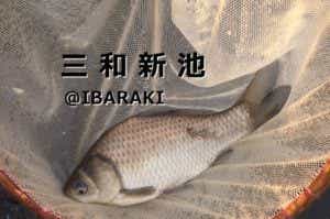 三和新池で釣ったへら