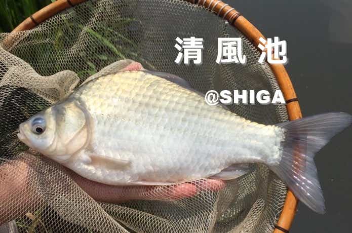 清風池のへら