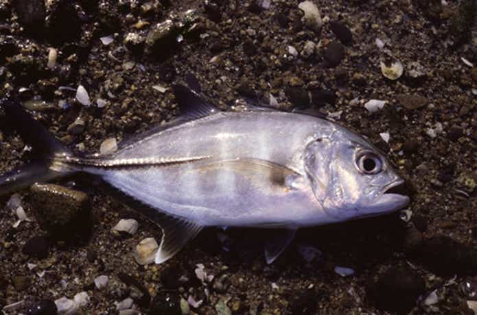 海　ルアー釣り　メッキ