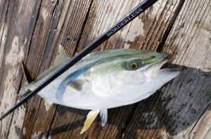 海上釣堀用の竿