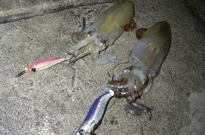 ライトエギングの画像