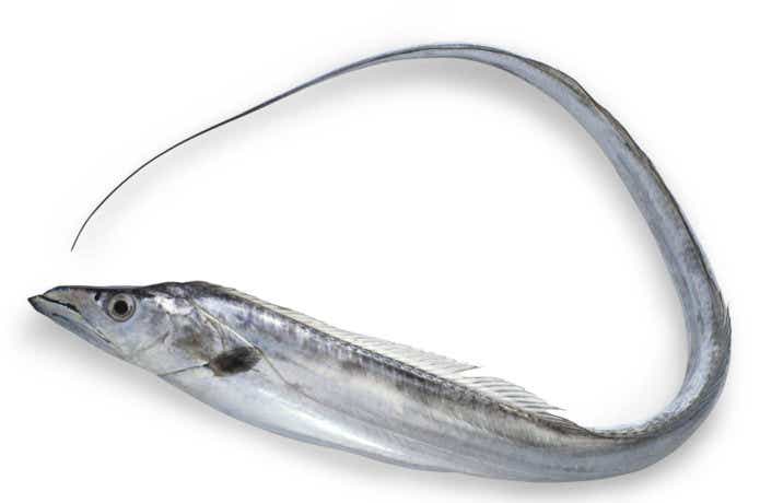太刀魚の画像