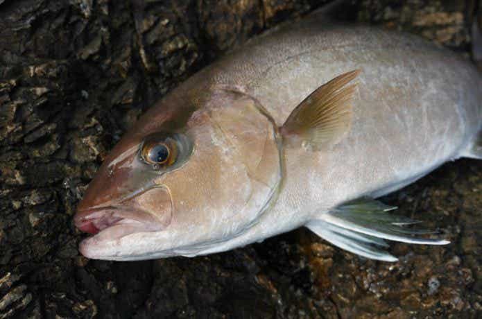 チャタビー　青物