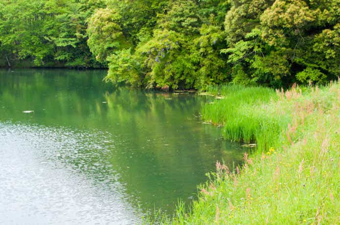 池の画像