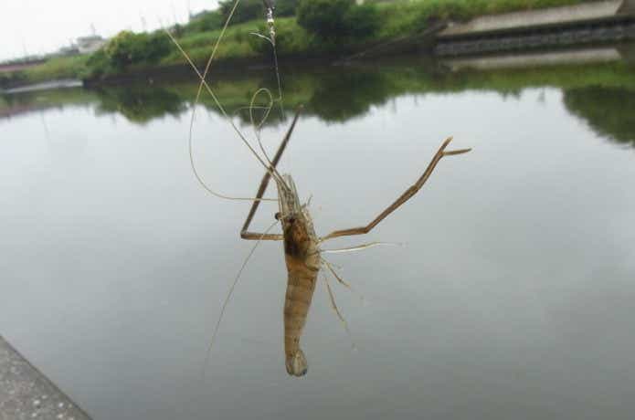テナガエビの餌の画像