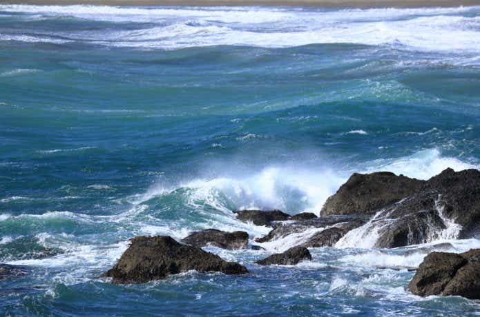 チャタビー　ヒラスズキ