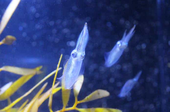 水中のホタルイカ