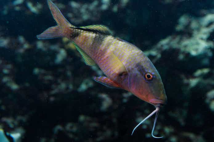 変な名前の魚クイズ