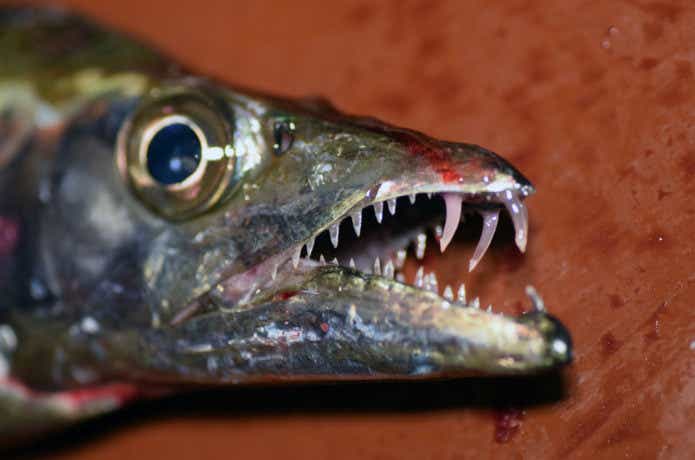 太刀魚の特徴の画像
