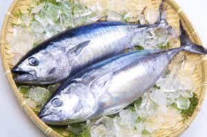 マグロの種類