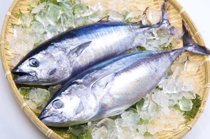 マグロの種類
