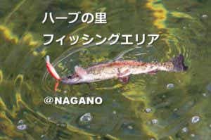 トラウト