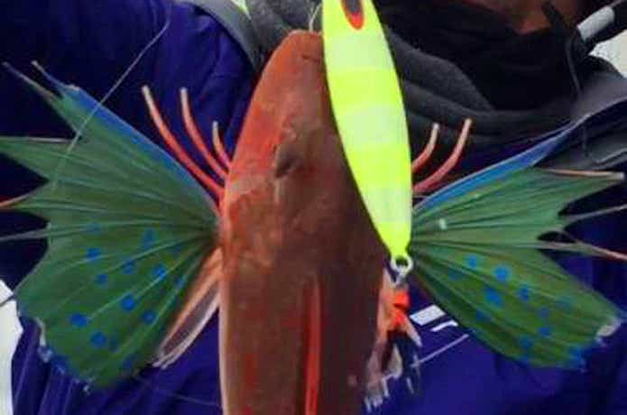 ホウボウ