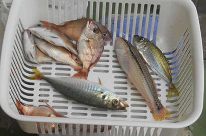 下関フィッシングパークの釣果