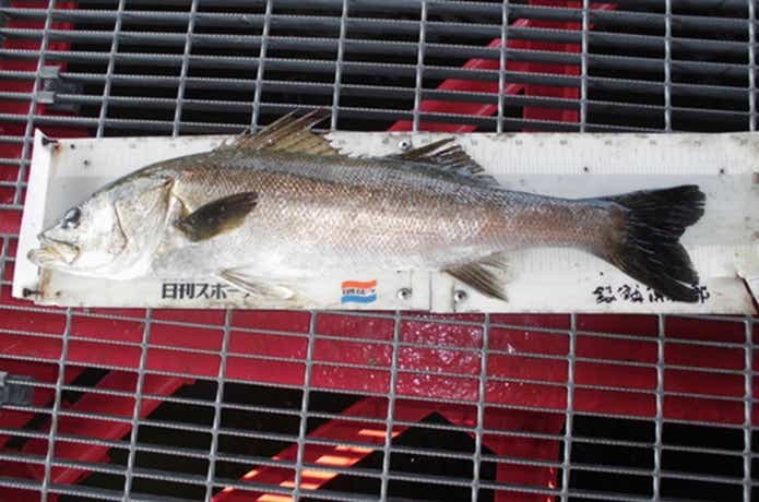尼崎魚つり公園で釣ったハネ
