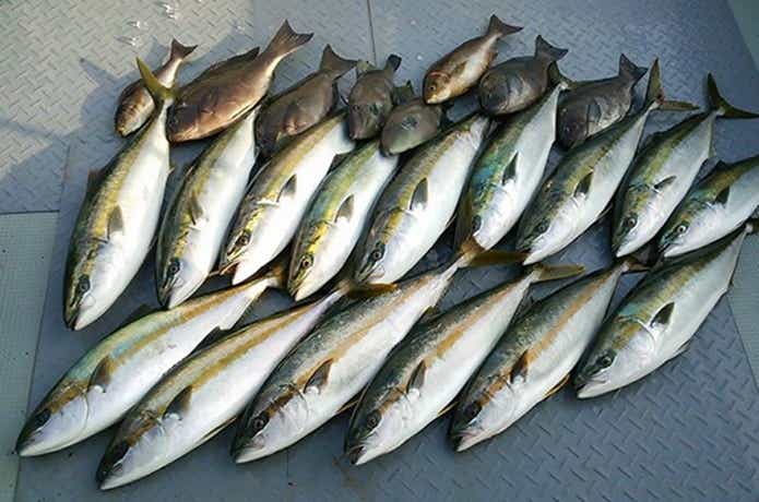 海運丸での釣果
