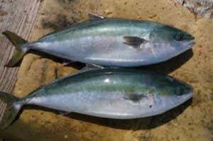 仮屋湾遊漁センターで釣れた青物