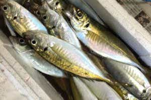 アジ釣果