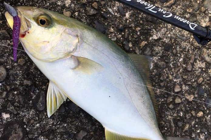 ライトワインド　小型青物