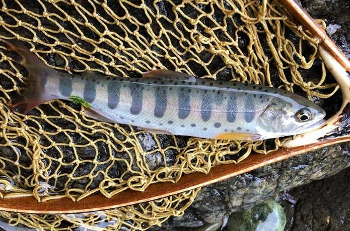 東京の管理釣り場で釣ったヤマメ
