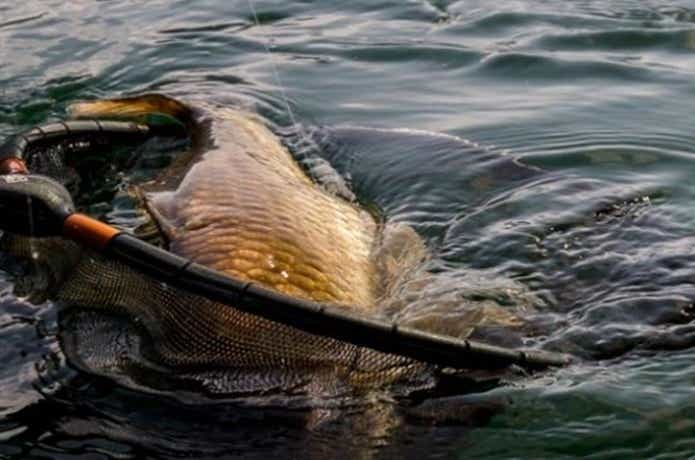 茨城県】筑波流源湖のへらぶな釣り情報！巨ベラの魚影の濃さが魅力