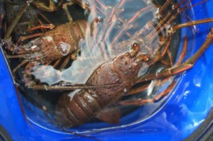 伊勢海老