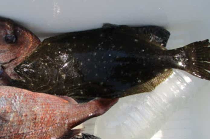 九十九里海釣りセンター　魚