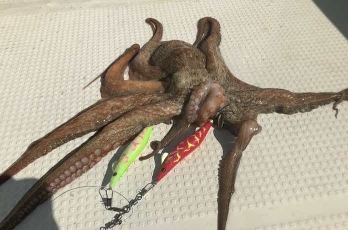 快適船タコエギSSの画像