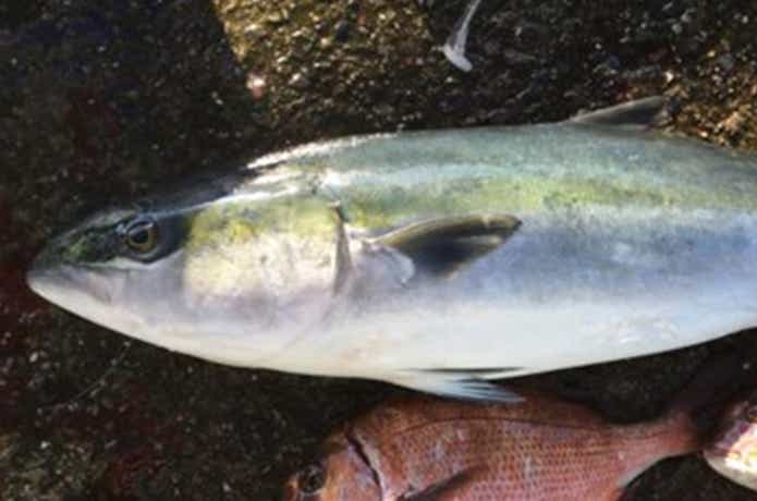 九十九里海釣りセンター　魚