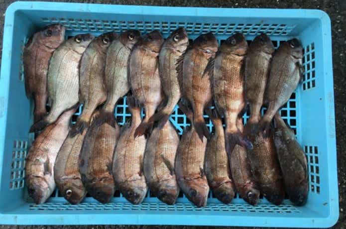 九十九里海釣りセンター　魚