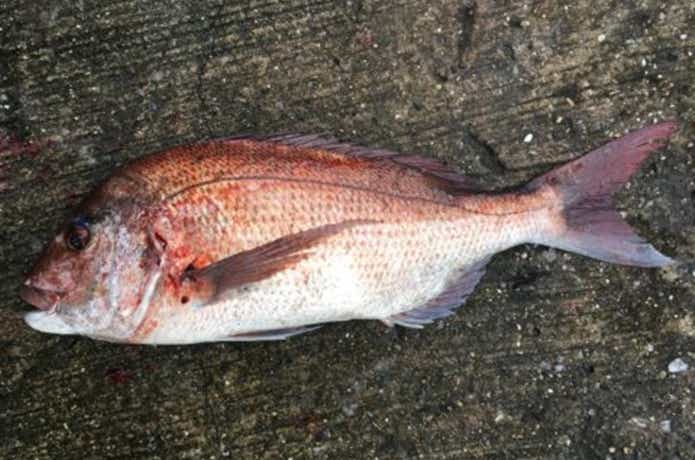 九十九里海釣りセンター　魚