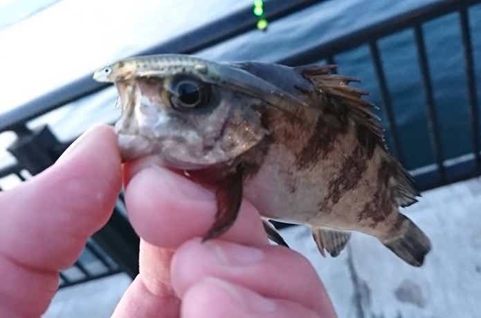 神戸空港で釣り上げた魚の画像