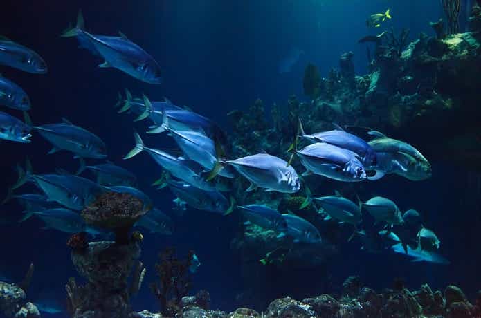 魚群