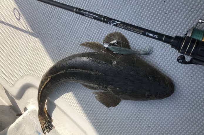 ルアーで釣れたマゴチ